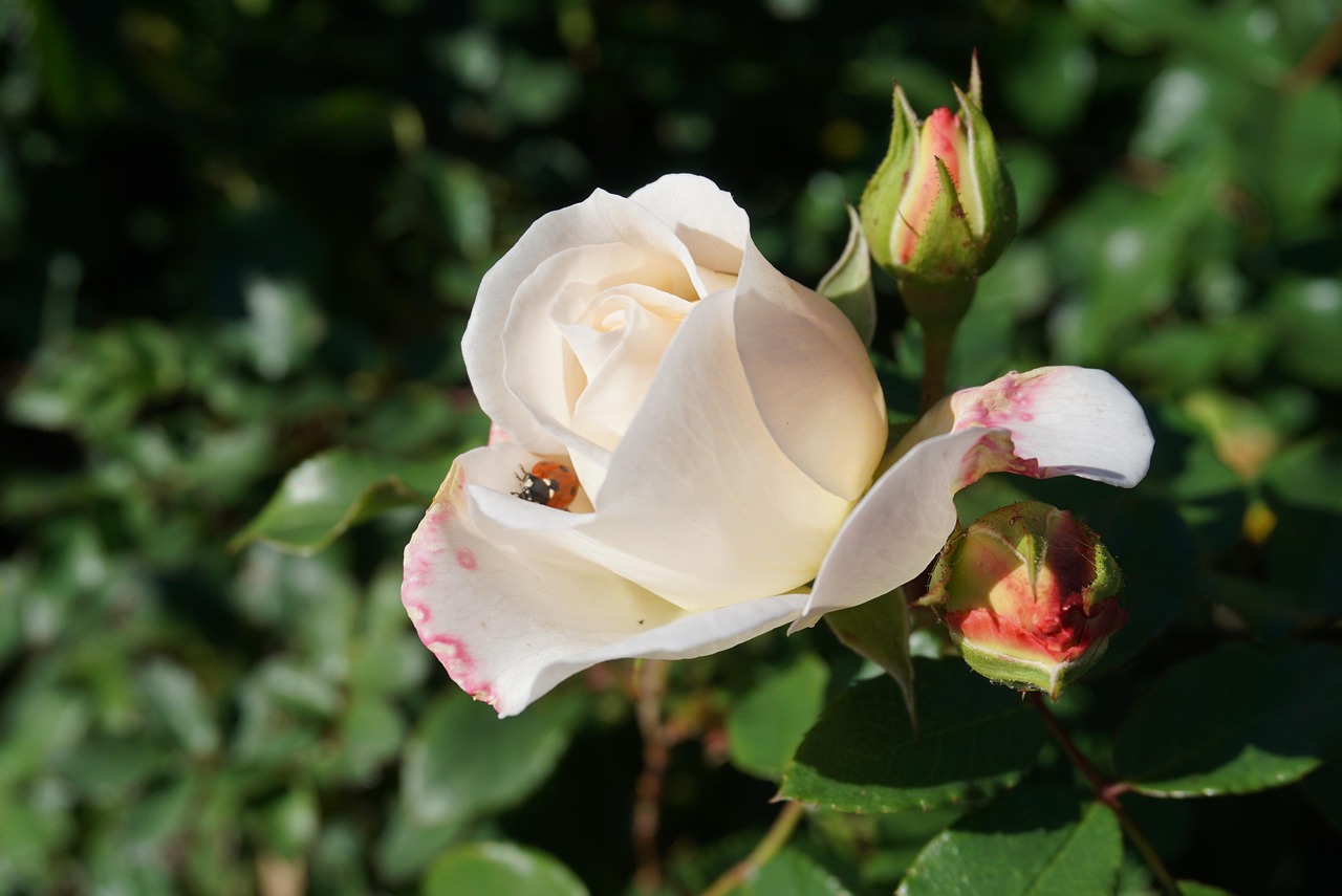 Rosa infestata da parassiti, con rimedi naturali in evidenza per il trattamento.