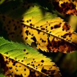 Immagine di piante malate con sintomi visibili, illustrate in un contesto naturale.