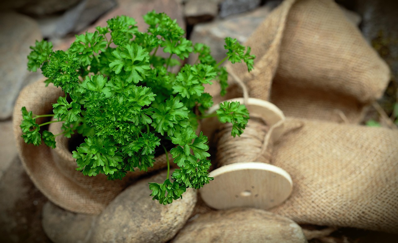 Prezzemolo rigoglioso in un vaso, circondato da terriccio fertile e attrezzi da giardinaggio.
