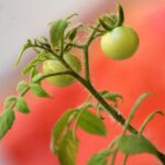 Cimici nel giardino con piante di pomodoro e soluzione naturale per allontanarle.