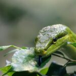 Alberi da frutto in un giardino, evidenziando quelli che attraggono serpenti.