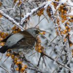 Pettirosso che si nutre di bacche su una mangiatoia in inverno.