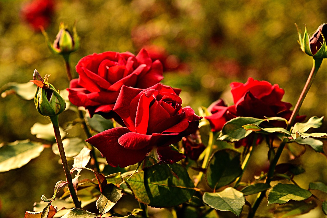 Rosa in fiore con petali grandi e colorati, simbolo di cura e attenzione nella coltivazione.