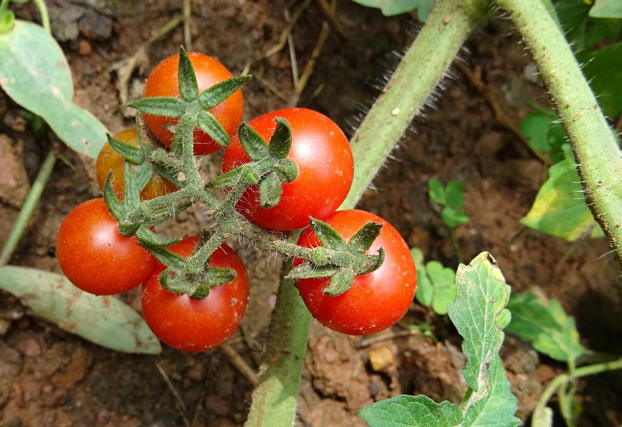 Giardiniere che coltiva pomodori sotto il sole, mostrando tecniche di cura e crescita.