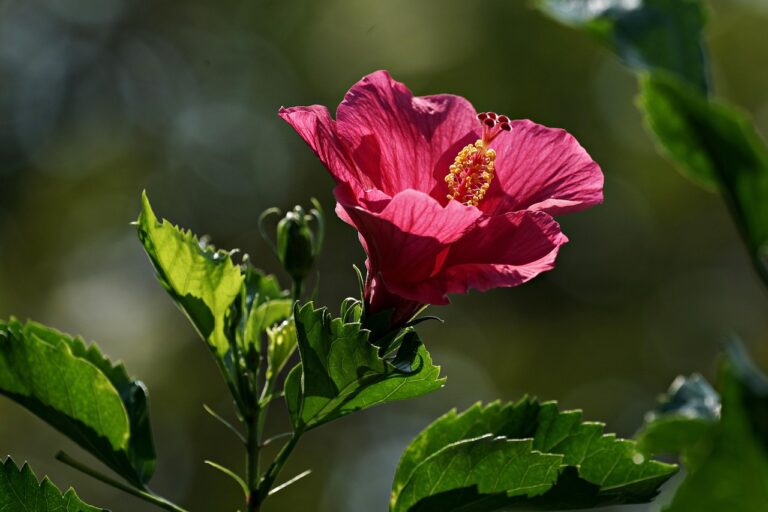 Come far fiorire l'ibisco tutto l'anno: ecco il trucco del vivaista
