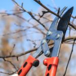 Alberi e piante da potare a marzo, con attrezzi da giardinaggio in primo piano.