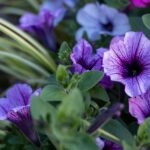 Piante fiorite in un giardino primaverile, pronte per essere piantate a marzo.