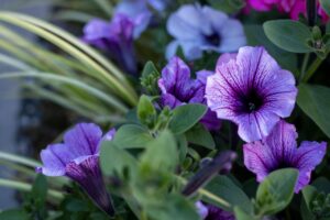 Fai fiorire il tuo giardino: piante da piantare a marzo per un'estate colorata