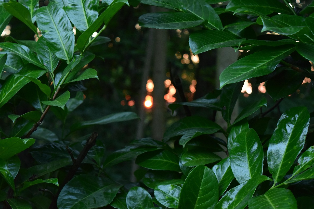 Foglie di alloro verdi e lucenti in un giardino, simbolo di bellezza e benefici per la salute.