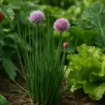Erba cipollina nell’orto sinergico: i vantaggi nascosti dell’associazione con altre piante