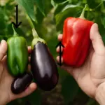 Come riconoscere la maturazione di peperoni e melanzane? segnali affidabili che evitano raccolte premature