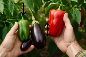 Come riconoscere la maturazione di peperoni e melanzane? segnali affidabili che evitano raccolte premature