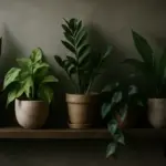Quali piante usare per decorare una mensola a bassa luce? Le specie resilienti che richiedono poche cure