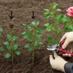 Fasi della potatura delle rose: perché saltare un passaggio può danneggiare la fioritura