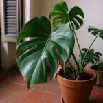 Foglia vecchia e malconcia sulla monstera: la spiegazione che nessuno si aspetta