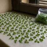 Buttare i plantule di Kalanchoe: il freezer le uccide in due ore