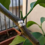 Cocciniglie sul ramo: il rivestimento bianco è una corazza, non muffa