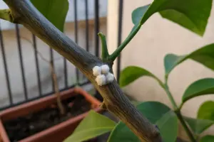 Cocciniglie sul ramo: il rivestimento bianco è una corazza, non muffa