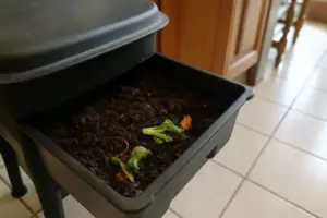 Vermicidi o alleati? Cosa sono davvero i puntini bianchi nel tuo vermicompost