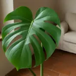 La Monstera si taglia da sola: cosa fanno le spaccature sulle foglie