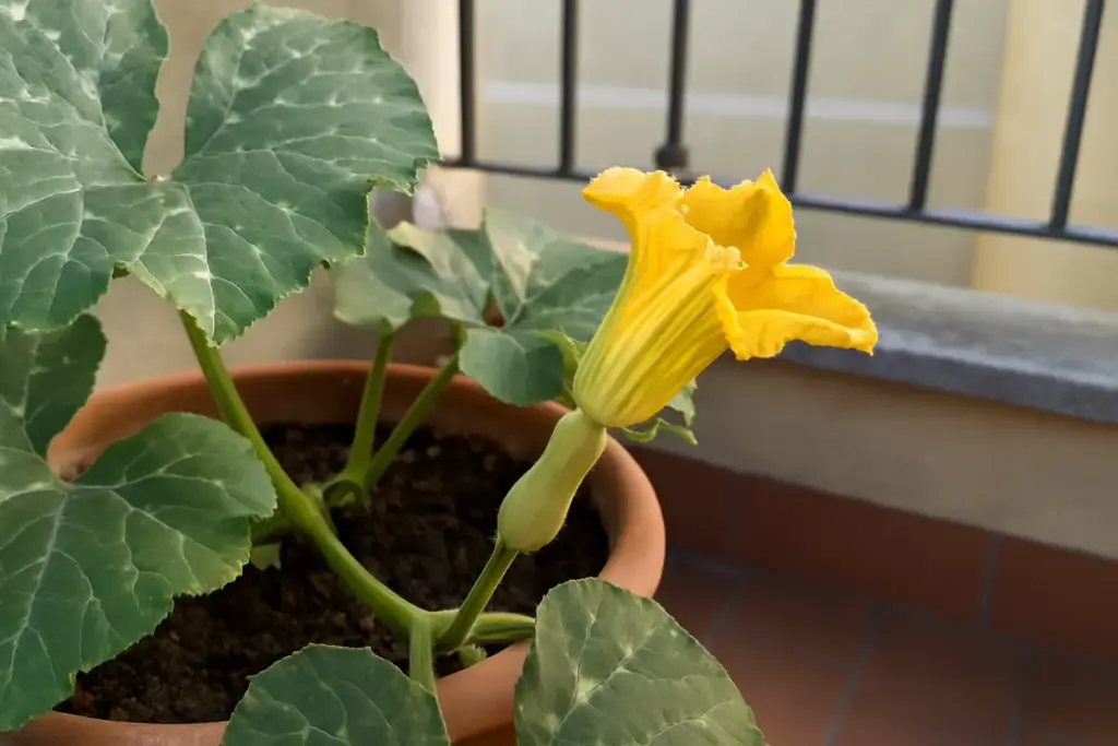 Zucca butternut e scoiattoli: quanti fiori restano è ancora sufficiente?