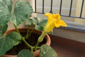 Zucca butternut e scoiattoli: quanti fiori restano è ancora sufficiente?
