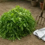 Troppo verde nel compost: quante foglie bastano prima che il cumulo marcisca