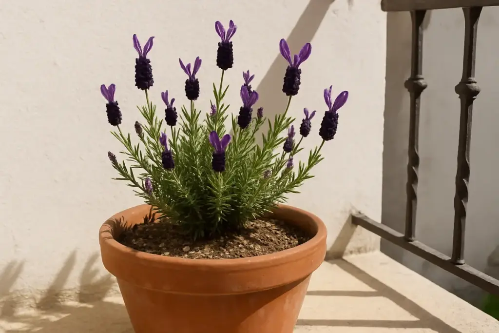 La lavanda selvatica sarda resiste alla siccità: ecco cosa le serve davvero