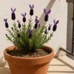 La lavanda selvatica sarda resiste alla siccità: ecco cosa le serve davvero