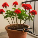 Geranio in vaso: tagliare tre nodi cambia tutto ciò che fiorisce dopo