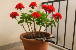 Geranio in vaso: tagliare tre nodi cambia tutto ciò che fiorisce dopo