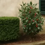 Sempreverdi in giardino: tre caratteristiche che separano chi dura da chi sparisce