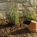 Piantar lavanda in giardino: sbagliare settimana costa due stagioni di fioritura
