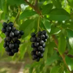 Bacche selvatiche sull’albero: mangiarle o lasciarle stare?