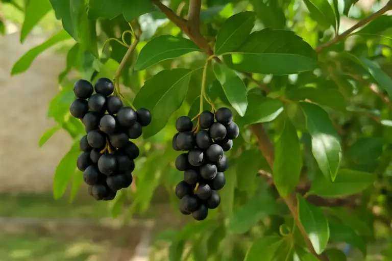 Bacche selvatiche sull’albero: mangiarle o lasciarle stare?