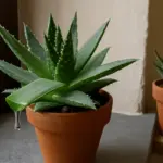 L’aloe vera vera si riconosce subito: tre segni che non mentono
