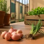 Cipolla e aglio: sbagli il mese di messa a dimora e perdi metà raccolto