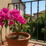 Bouganville in vaso che non esplode di colori: manca una sola cosa