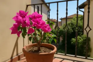 Bouganville in vaso che non esplode di colori: manca una sola cosa
