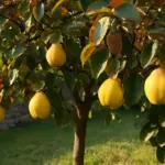 Altro che melo: il cotogno dà frutti più grandi con metà delle cure