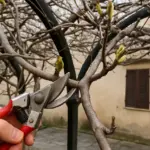 Rampicante che non fiorisce: il taglio che sblocca tutto in una stagione
