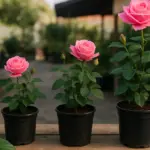 Rosa perenne: quanto costa sbagliare la scelta al vivaio