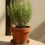 Il rosmarino in vaso smette di profumare: il segnale che stai ignorando