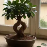 Il ficus bonsai perde le foglie in casa: la radice che non respira spiega tutto