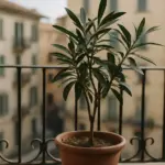 Oleandro in vaso che non fiorisce: il contenitore sbagliato blocca le radici