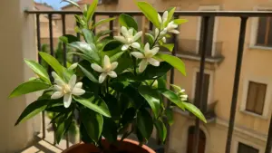 Zagara sul balcone: il profumo che dura tre settimane se sbagli un solo passaggio