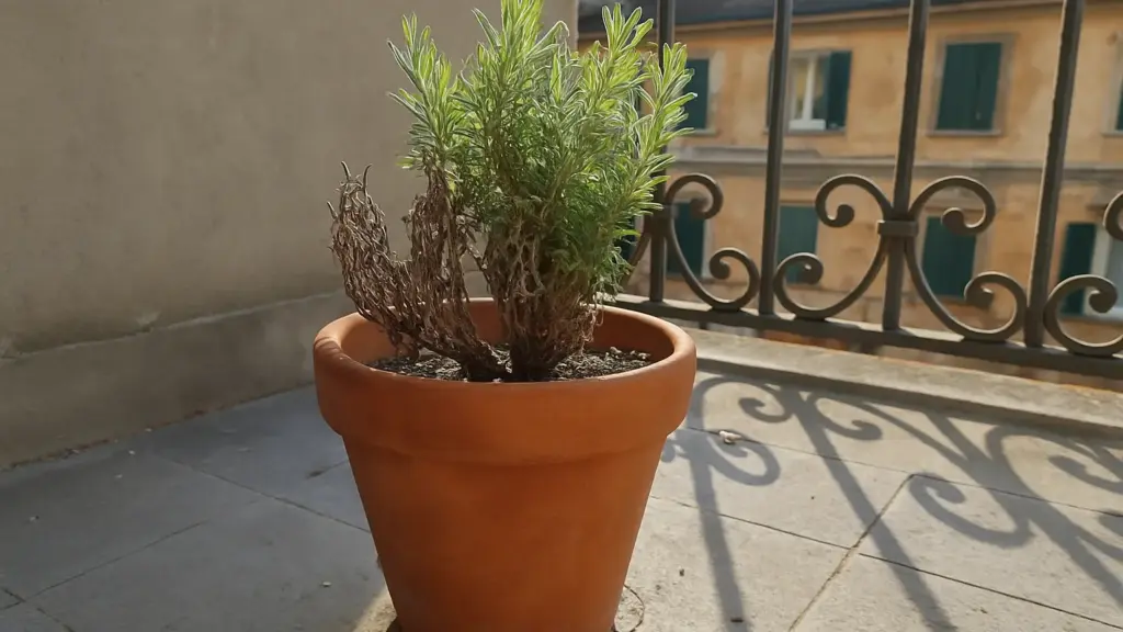 Lavanda in vaso che secca dal basso: il drenaggio decide tutto