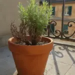 Lavanda in vaso che secca dal basso: il drenaggio decide tutto