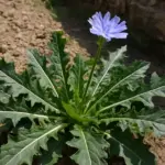 Altro che erbaccia: la cicoria selvatica fa da sola quello che nessun fertilizzante riesce a dare
