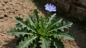 Altro che erbaccia: la cicoria selvatica fa da sola quello che nessun fertilizzante riesce a dare